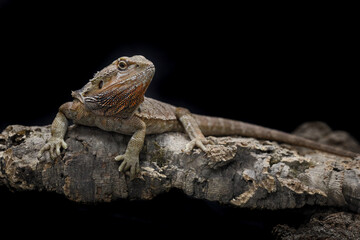 bearded dragon lizard