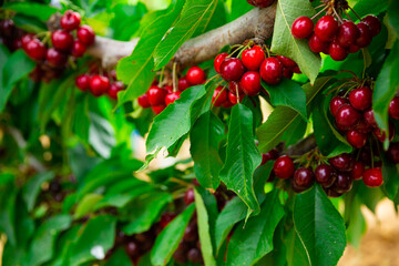 Obraz premium Ripe red sweet cherries hanging on tree in garden, harvest season