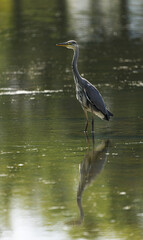 grey heron standing in river