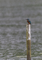 kingfisher sitting on post in the rain