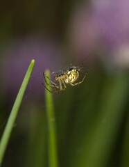young wasp spider on web