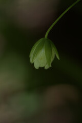 close up of flower in macro