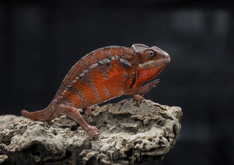 lizard on a tree
