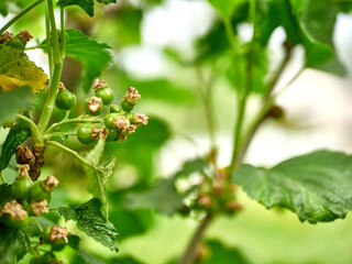 Formation and growth of green, unripe currant berries. Gardening. Growing and caring for berries.