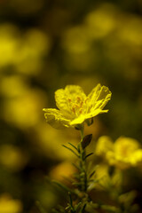 A yellow Evening Primrose bloom