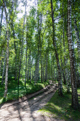 Fototapeta premium Country road through a birch grove in the Almaty National Park. Ak Kain. Kazakhstan. Spring time.