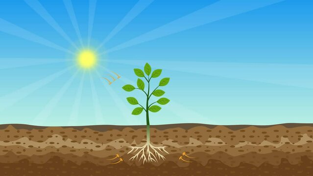 Photosynthesis process 4K animation with green tree, shiny sun, and hard soil vector. A tree gets nutrition from the sun and soil 4K footage. A plant is producing oxygen and sugar from the sunlight.