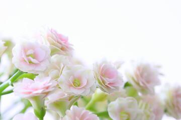 八重咲きのカランコエ のクローズアップ　白背景