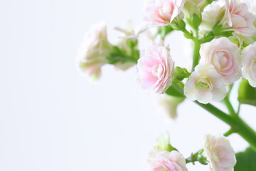 Naklejka na ściany i meble 八重咲きのカランコエ のクローズアップ　白背景
