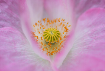 Oriental poppy (Papaver orientale) flower with white and pink petals and yellow stamen and ovary....