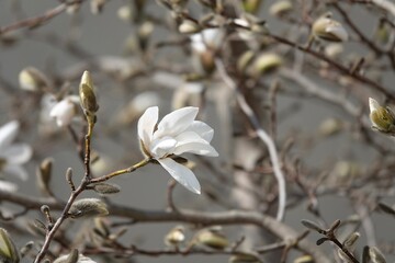 White magnolia blossoms close-up. Around March, large white flowers bloom upward before the leaves come out. Scientific name is Magnolia denudata. High quality photo