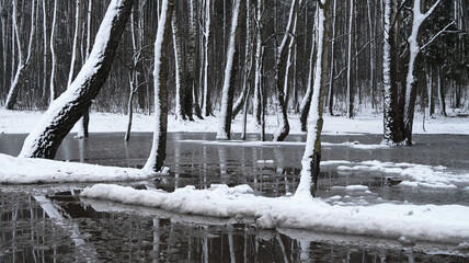 thaw in the winter forest