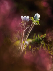 Mountain flowers on a summer morning. 