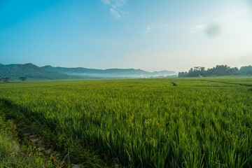 The expanse of green rice in the rice fields under the hill in the morning in Yogyakarta, Indonesia, the atmosphere is very calm, peaceful and warm