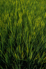 The expanse of green rice in the rice fields under the hill in the morning in Yogyakarta, Indonesia, the atmosphere is very calm, peaceful and warm