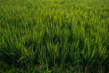The expanse of green rice in the rice fields under the hill in the morning in Yogyakarta, Indonesia, the atmosphere is very calm, peaceful and warm