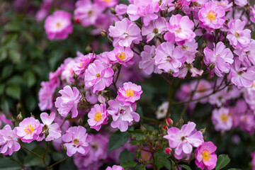 ラベンダー ドリーム