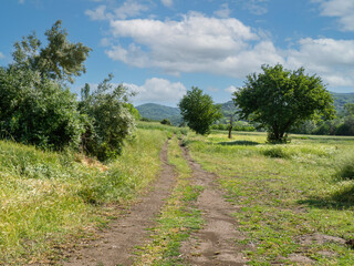 Fototapeta na wymiar dirt road landscape in the countryside on a sunny spring day