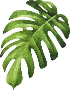 Monstera Deliciosa Leaf Watercolor Illustration