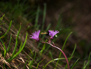 Mountain flowers on a summer morning. 