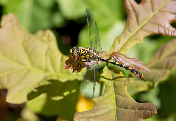 Macrophotographie d'un insecte - Gomphe à forceps - Onychogomphus forcipatus