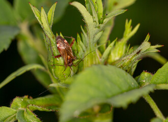 Macrophotographie d'un insecte - Closterotomus fulvomaculatus