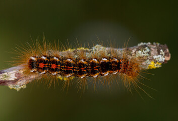 Macrophotographie d'un insecte - chenille - Bombyx cul brun - Euproctis chrysorrhoea