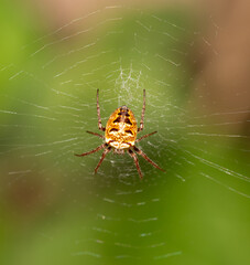 Macrophotographie d'une araignée - Epeire tête de mort - Zilla diodia