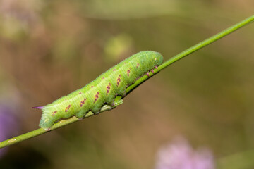Macrophotographie d'un insecte - chenille - Sphinx de la scabieuse (Hemaris tityus
