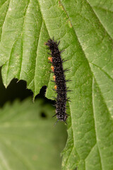 Macrophotographie d'un insecte - chenille - Paon du jour - Aglais io