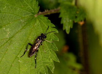 Macrophotographie d'un insecte - Diplazon laetatorius