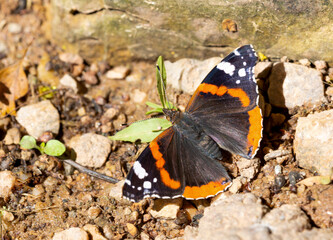 Macrophotographie d'un insecte - papillon - Vulcain - Vanessa atalanta
