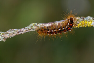 Macrophotographie d'un insecte - chenille - Bombyx cul brun - Euproctis chrysorrhoea