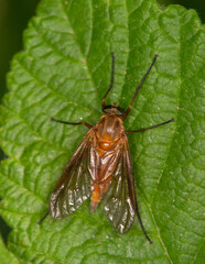 Macrophotographie d'un insecte - Rhagio tringarius