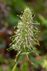 Macrophotographie de fleur sauvage - Orchis bouc - Himantoglossum hircinum