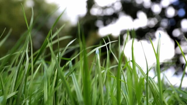 Green lush lawn background. Close-up side view. Field of dense grass in perspective. Garden care. Video footage hd. Healthy plant cover. Natural wallpaper. Freshness. Summer season. Windy weather.