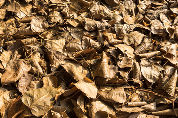 heap of dry leaves background