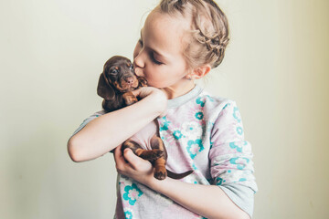 Adorable puppy in the hands of a little girl. Dachshund puppy. 