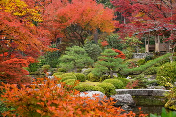 京都の宇治の三室戸寺の紅葉の風景