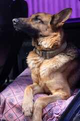 Proud German Shepherd lies in the car. The dog was offended. Sheepdog turned away with his head held high