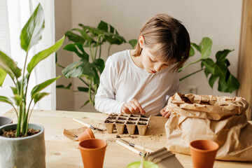 Girl planting seeds for seedlings in small recyclable peat pots, seedling container. Children learn...