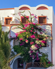 Beautiful blooming bougainvillea tree with purple flowers growing on the white building in Santorini island, Greece.
