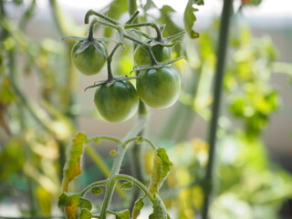 ミニトマト　緑色