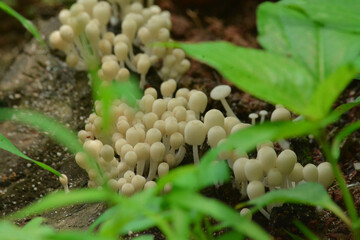 A big colony of mushrooms on ground in the forest