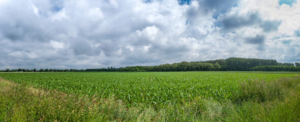 large field with young plants
