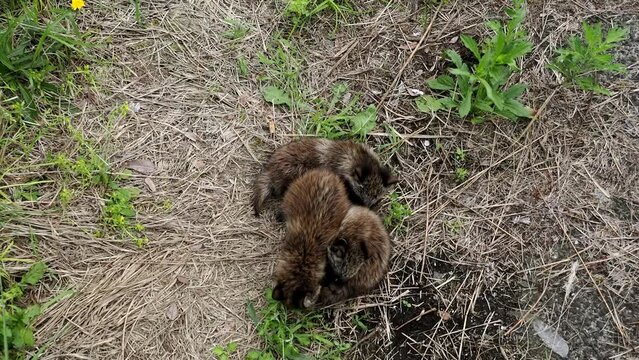 Wild baby raccoon dogs or tanuki observed in Tama City, Tokyo
