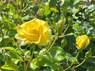 Yellow rose flowers in garden.