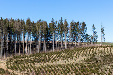 Reforestation après le déforestation