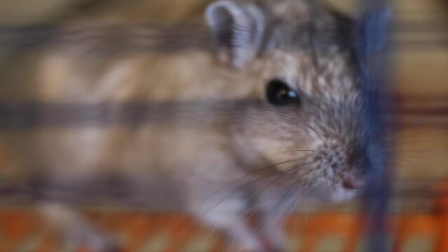 Domestic gray mongolian gerbil nervously sniffing around cage, close up