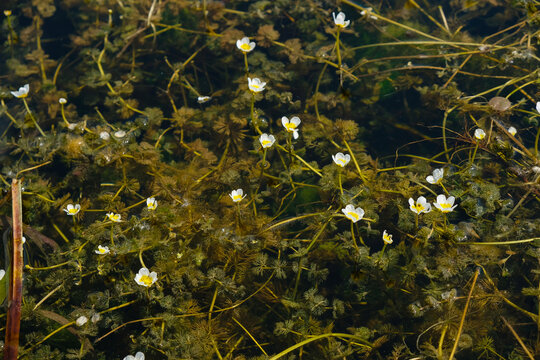 Water crowfoot on the pond water background. Aquatic plant with yellow and white flowers. Ranunculus aquatilis.